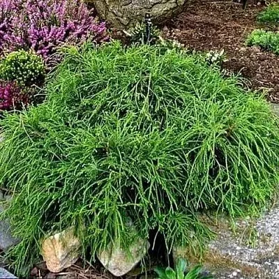 Кипарисовик ФИЛИФЕРА НАНА горохоплодный в Омске