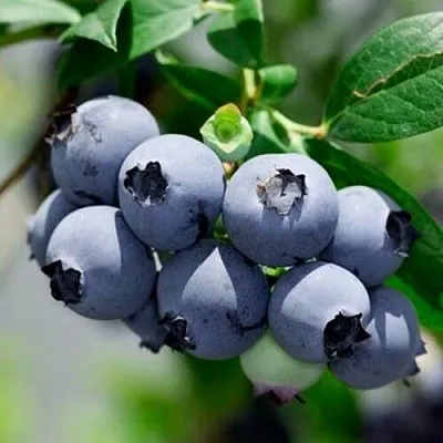 Голубика СИЕРРА в Омске