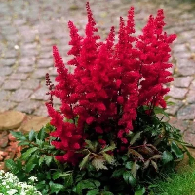 Астильба ГЛАТ Арендса — описание сорта Астильба ГЛАТ Арендса в Омске