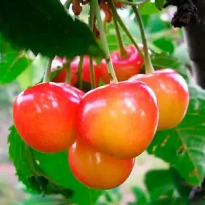 Черешня ДОНЧАНКА  Черешня ДОНЧАНКА в Омске