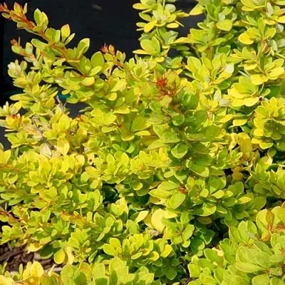 Барбарис СЕНСЕЙШЕН тунберга  Барбарис СЕНСЕЙШЕН тунберга в Омске