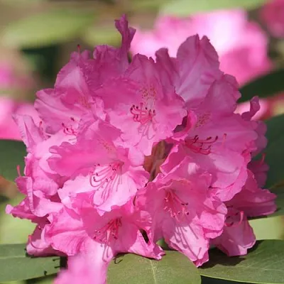 Рододендрон ЛУМИНА  Рододендрон ЛУМИНА в Омске