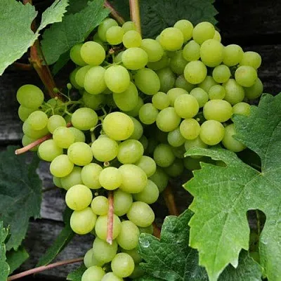 Виноград АЛЕШЕНЬКИН  Виноград АЛЕШЕНЬКИН в Омске