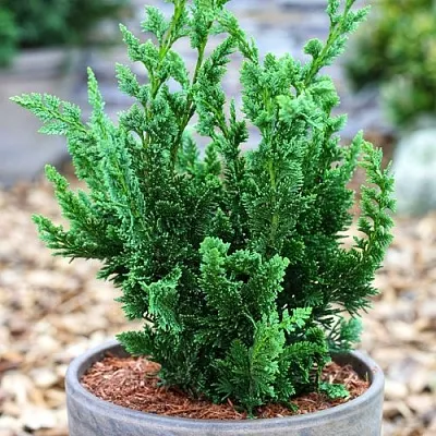 Кипарисовик ВИСЕЛЛИ лавсона в Омске