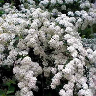 Спирея ВАНГУТТА  Спирея ВАНГУТТА в Омске