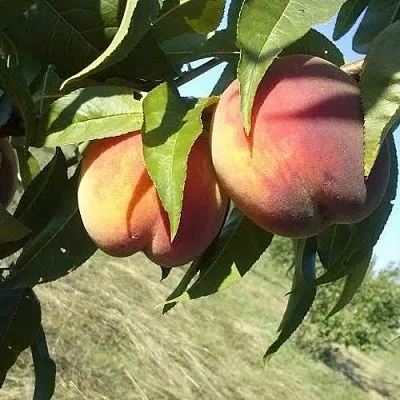 Персик СОФГАФЕН  Персик СОФГАФЕН в Омске