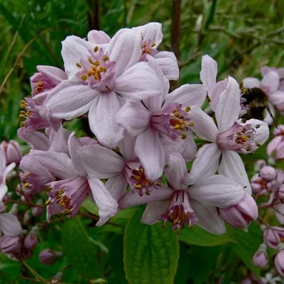 Дейция МОУНТ РОУЗ  Дейция МОУНТ РОУЗ в Омске