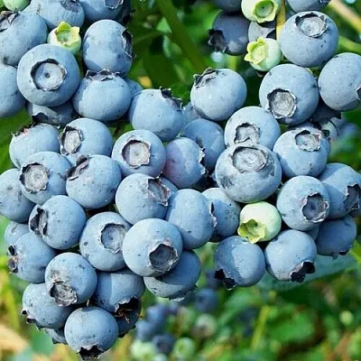 Голубика ПУРУ в Омске