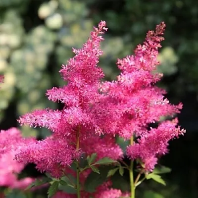 Астильба САННИ ДЕЙ гибридная  Астильба САННИ ДЕЙ гибридная в Омске