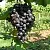 Виноград ВОСТОРГ ЧЕРНЫЙ в Омске