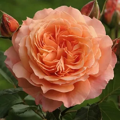 Саженцы роз БЕЛЬВЕДЕР шраб  Саженцы роз БЕЛЬВЕДЕР шраб в Омске