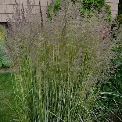 Вейник АВАЛАНШ остроцветковый  Вейник АВАЛАНШ остроцветковый в Омске