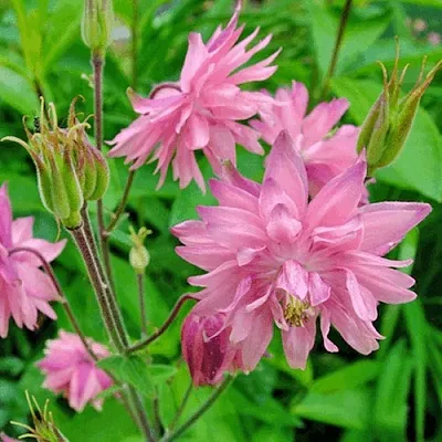 Аквилегия БАРЛОУ ПИНК гибрид МакКаны  Аквилегия БАРЛОУ ПИНК гибрид МакКаны в Омске