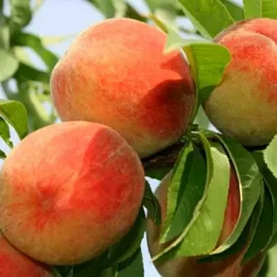 Персик ВАРДЕНИ  Персик ВАРДЕНИ в Омске