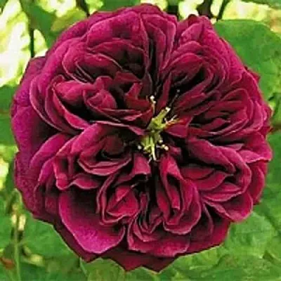 Саженцы роз ЗЕ ПРИНЦ английская  Саженцы роз ЗЕ ПРИНЦ английская в Омске