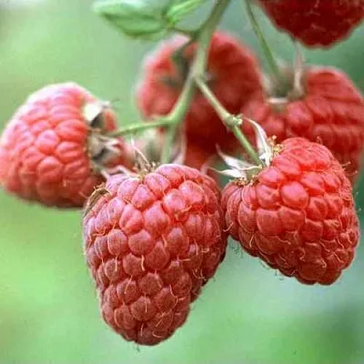 Малина ХЕРИТЕЙДЖ  Малина ХЕРИТЕЙДЖ в Омске