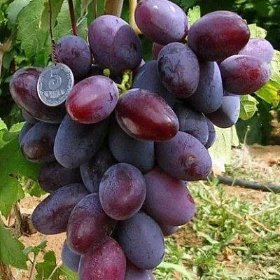 Средние сорта  Средние сорта в Омске