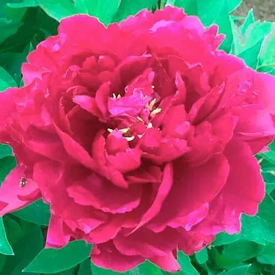 Пион ОСТРОВНОЙ МИНИСТР древовидный  Пион ОСТРОВНОЙ МИНИСТР древовидный в Омске