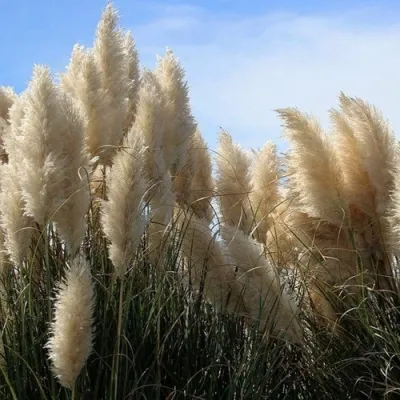 Кортадерия белая (пампасная трава) в Омске