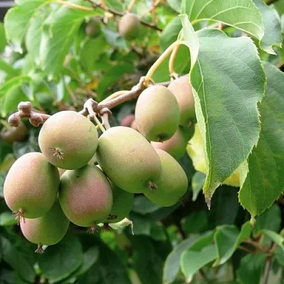 Актинидия ЛЮСИ аргута   Актинидия ЛЮСИ аргута  в Омске