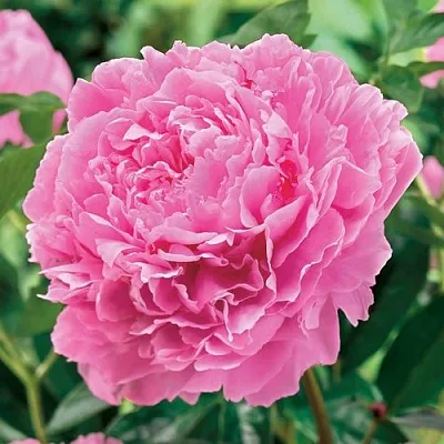 Пион МИСС ЭКХАРТ травянистый  Пион МИСС ЭКХАРТ травянистый в Омске