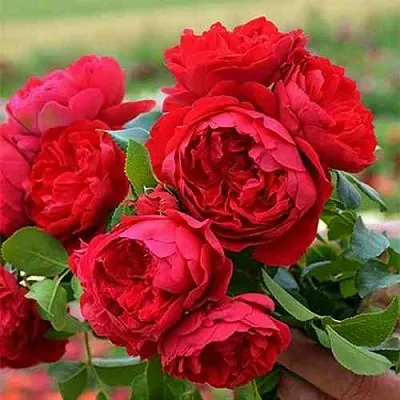 Саженцы роз ФЛОРЕНТИНА плетистая  Саженцы роз ФЛОРЕНТИНА плетистая в Омске