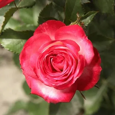 Саженцы роз САФИНА спрей  Саженцы роз САФИНА спрей в Омске