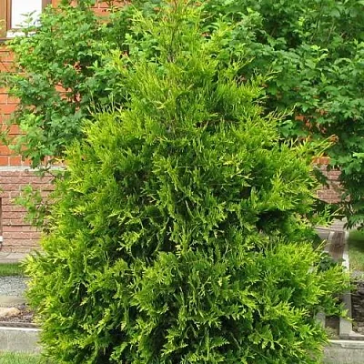 Туя АНЯ (АНИЕ) западная  Туя АНЯ (АНИЕ) западная в Омске