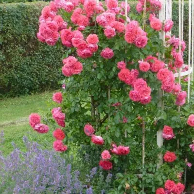 Саженцы роз РОЗЕУМ ЮТЕРСОН плетистая — описание сорта Саженцы роз РОЗЕУМ ЮТЕРСОН плетистая в Омске