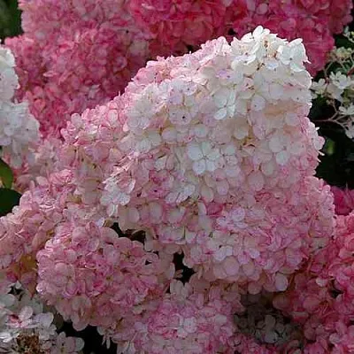 Гортензия САНДЕЙ ФРАЙЗ метельчатая  Гортензия САНДЕЙ ФРАЙЗ метельчатая в Омске