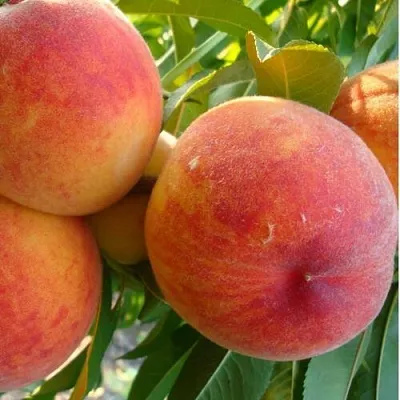 Персик ДИВНЫЙ  Персик ДИВНЫЙ в Омске
