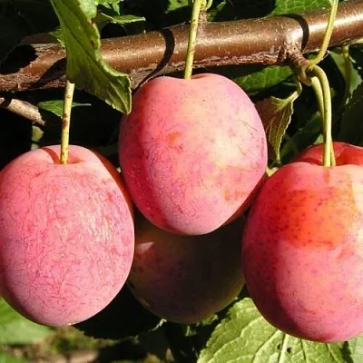 Слива ВИКТОРИЯ  Слива ВИКТОРИЯ в Омске