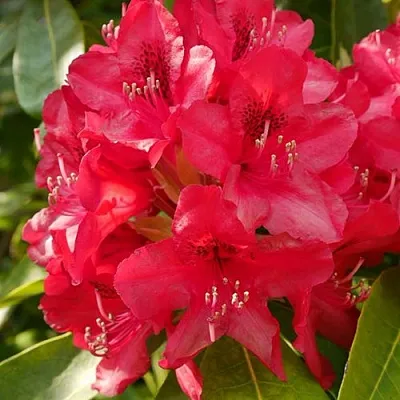 саженцы рододендрона саженцы рододендрона