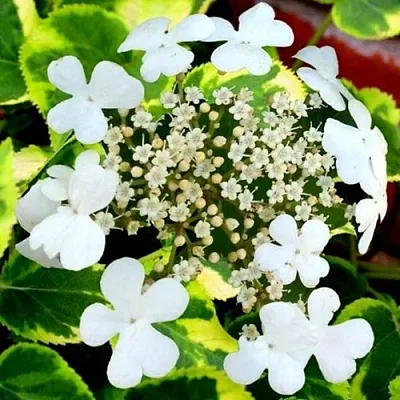 Гортензия МИРАНДА черешковая  Гортензия МИРАНДА черешковая в Омске