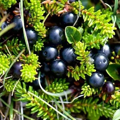 Водяника  Водяника в Омске