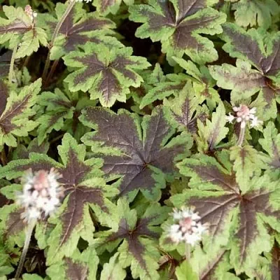 Гейхера ШУГА ЭНД СПАЙС  Гейхера ШУГА ЭНД СПАЙС в Омске