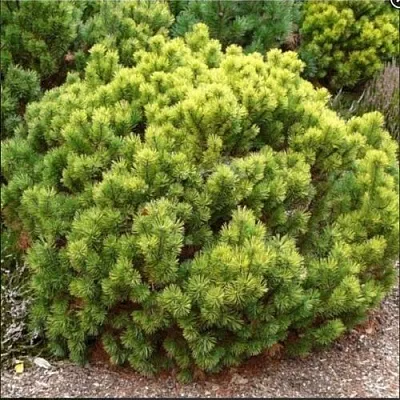 Ель ДАНС ДВАРФ обыкновення  Ель ДАНС ДВАРФ обыкновення в Омске