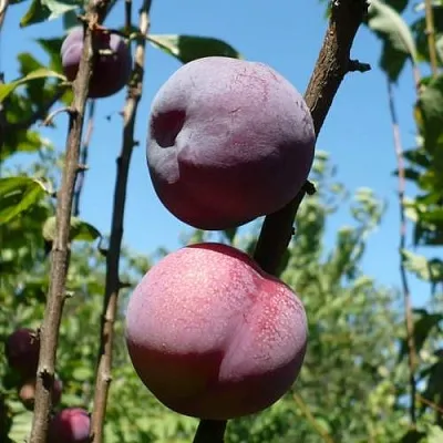 Плумкот ВЕЙ ВОНГ  Плумкот ВЕЙ ВОНГ в Омске