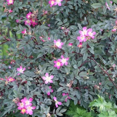 Саженцы роз сизая — описание сорта Саженцы роз сизая в Омске