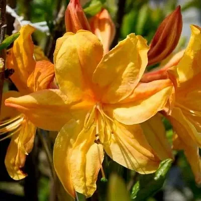 Азалия ГОЛДЕН ЛАЙТС листопадная  Азалия ГОЛДЕН ЛАЙТС листопадная в Омске