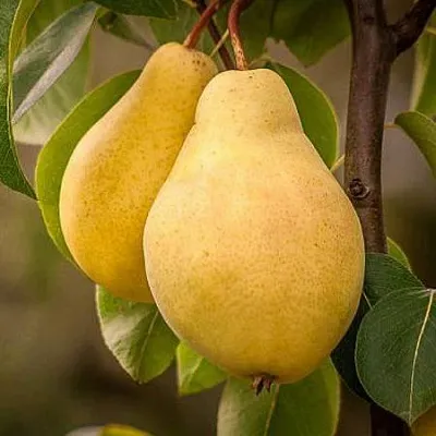 Осенние сорта  Осенние сорта в Омске