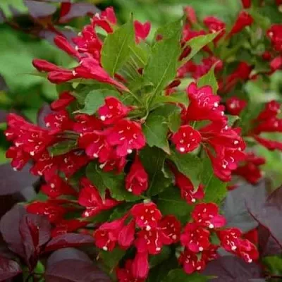 Вейгела РЕД ПРИНЦ  Вейгела РЕД ПРИНЦ в Омске