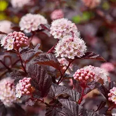 Пузыреплодник АНДРЕ   Пузыреплодник АНДРЕ  в Омске