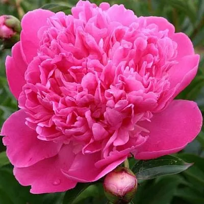 Пион ЭДУЛИС СУПЕРБА травянистый  Пион ЭДУЛИС СУПЕРБА травянистый в Омске