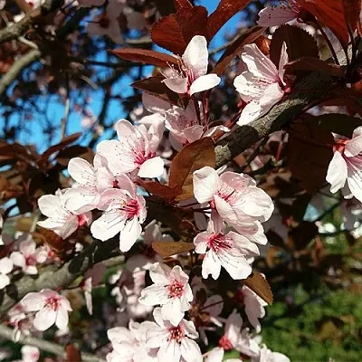 Слива ВУДИ растопыренная в Омске