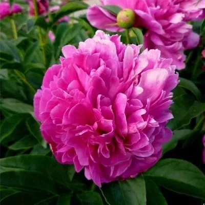 Пион ФЕЛИКС КРАУССЕ травянистый  Пион ФЕЛИКС КРАУССЕ травянистый в Омске