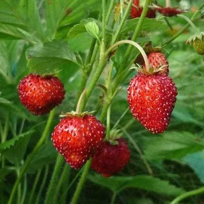 Земляника АЛЬПИЙСКАЯ в Омске