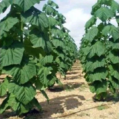 Павлония ПАО ТОГН Z07 — описание сорта Павлония ПАО ТОГН Z07 в Омске