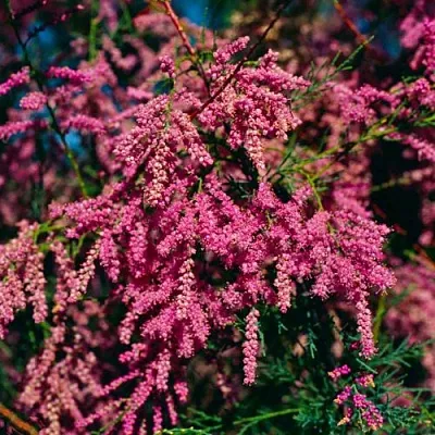 Тамарикс  Тамарикс в Омске