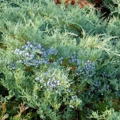 Можжевельник ГРЕЙ ОУЛ виргинский — описание сорта Можжевельник ГРЕЙ ОУЛ виргинский в Омске
